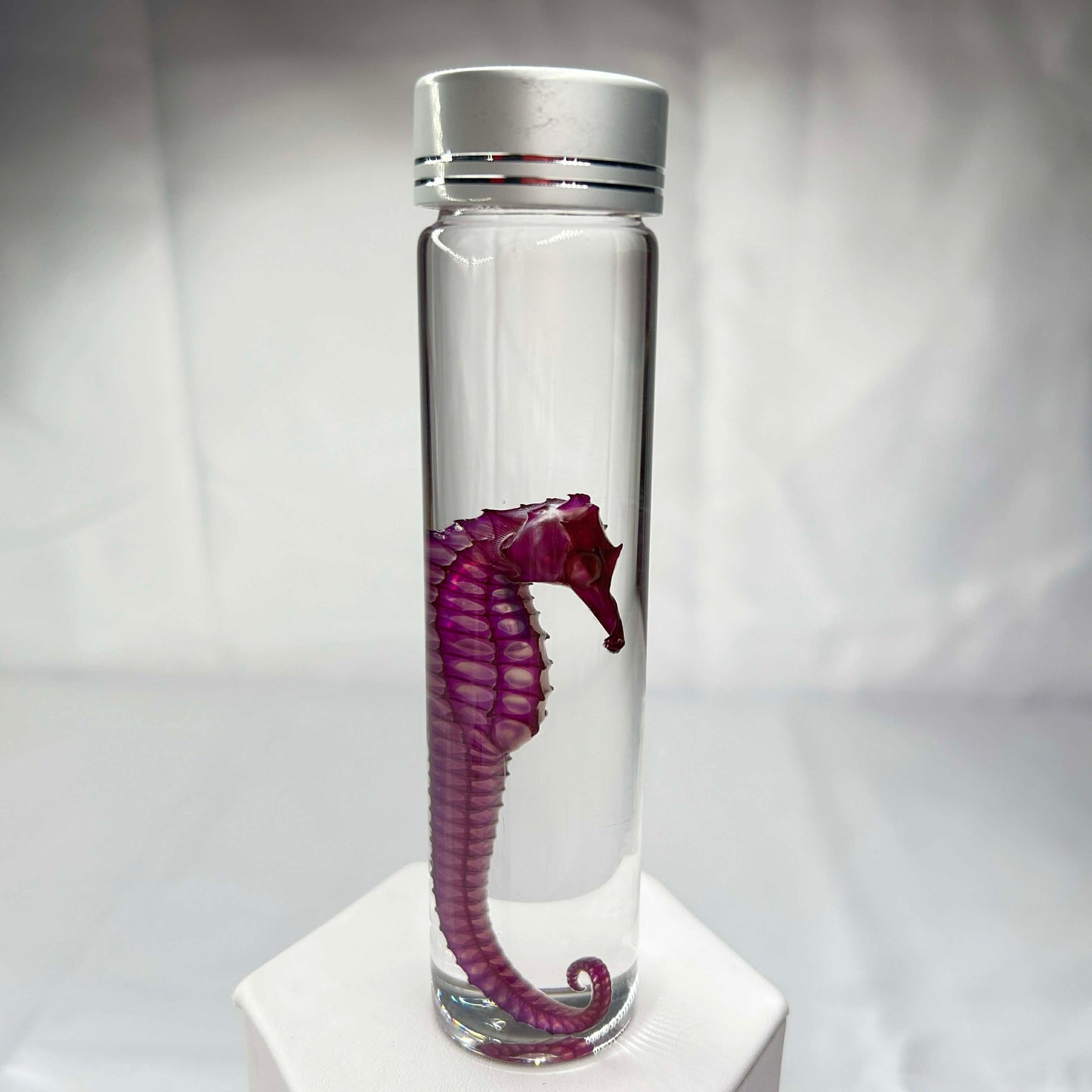 Diaphonized Sea Horse