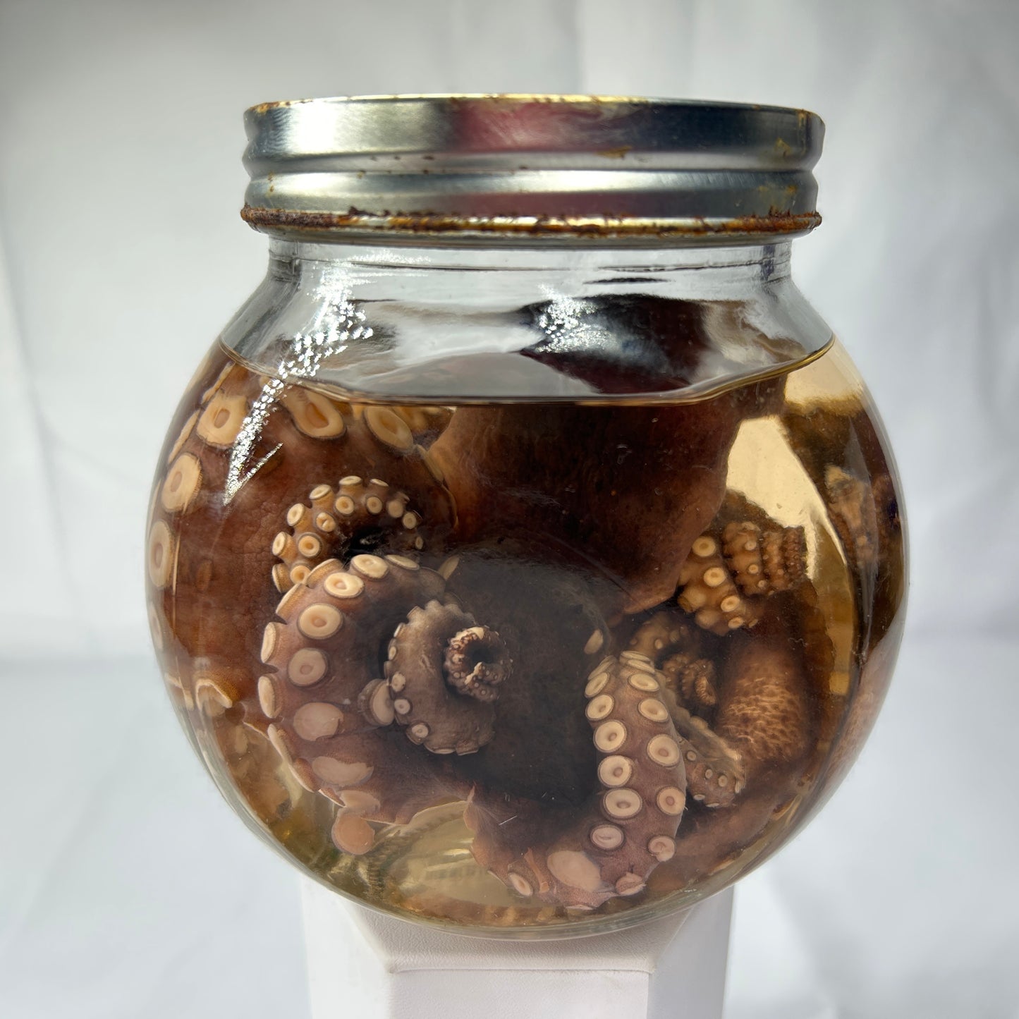 Octopus Wet Specimen