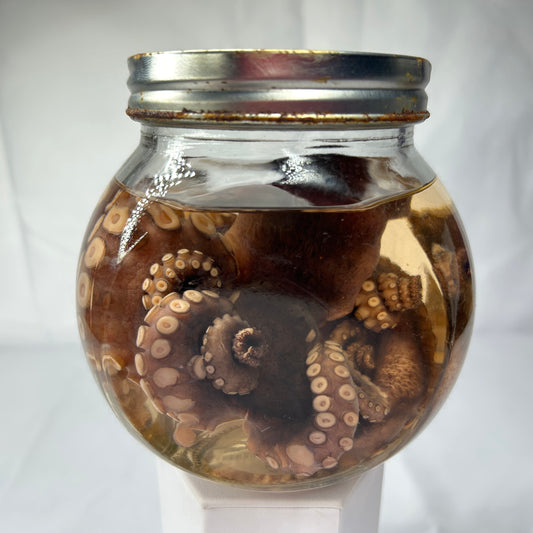 Octopus Wet Specimen