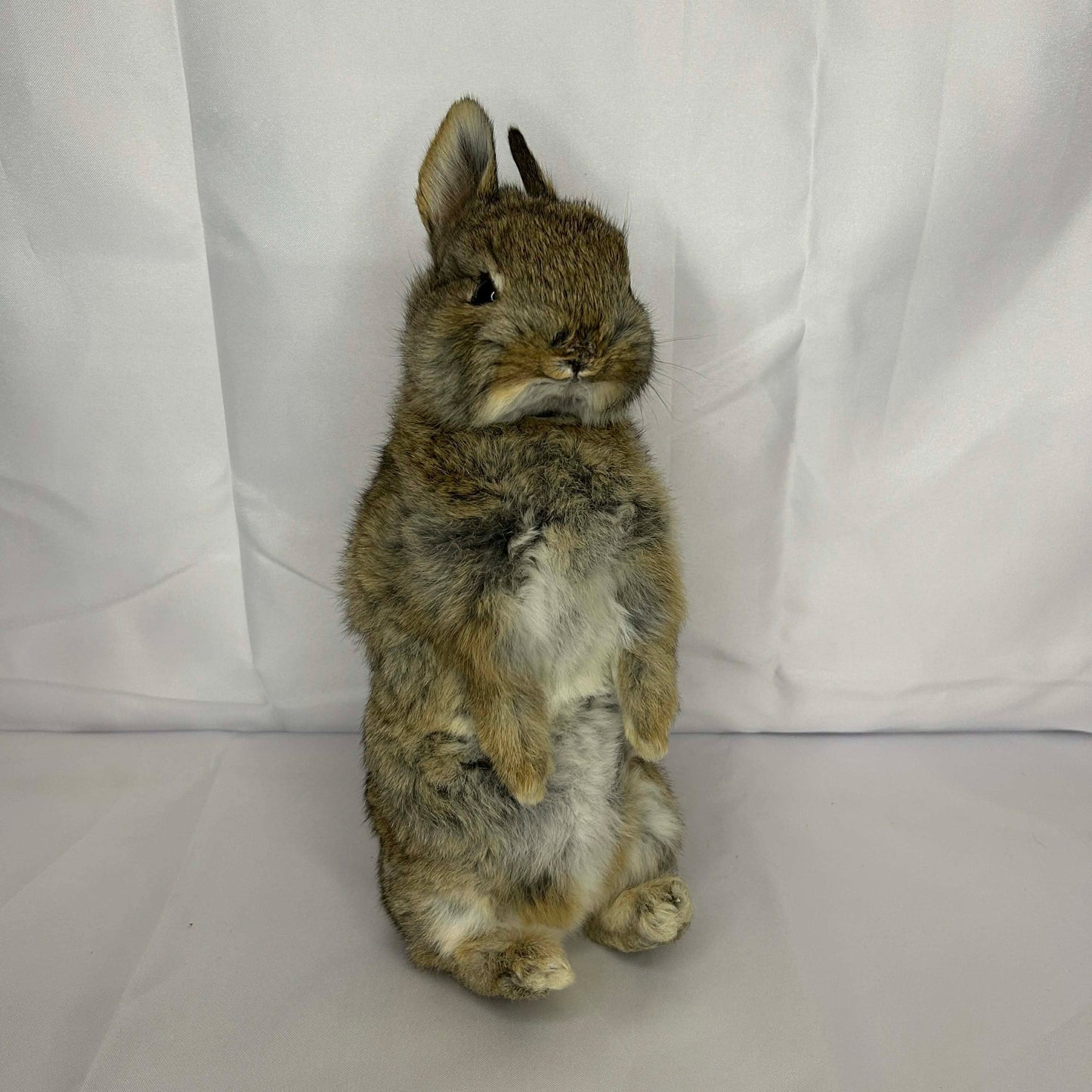 Standing Bunny Rabbit
