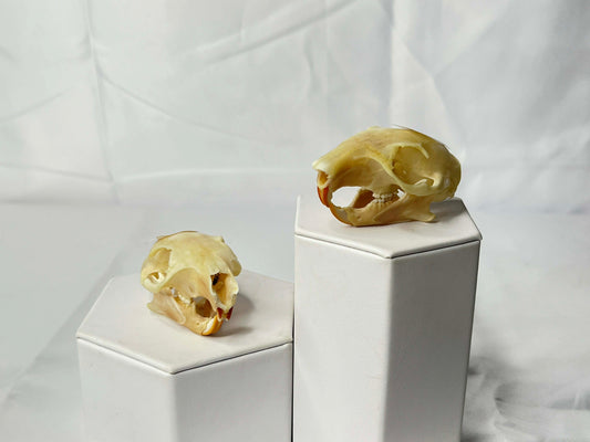 Squirrel Skulls