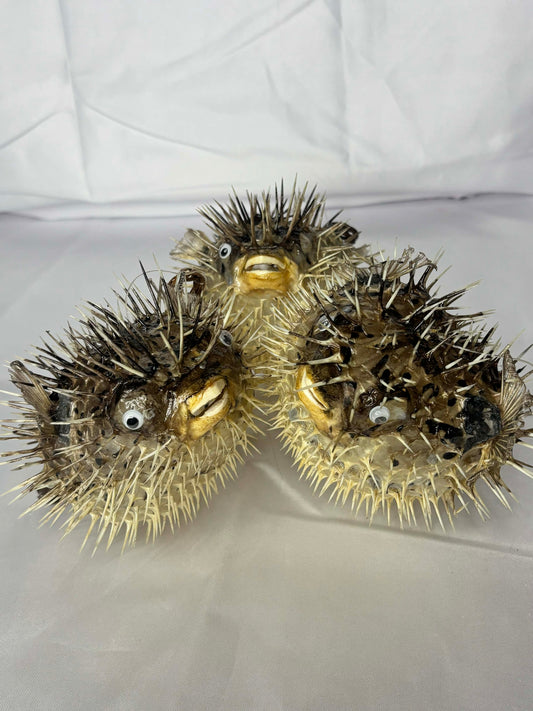 Puffer Fish Hanging Specimen