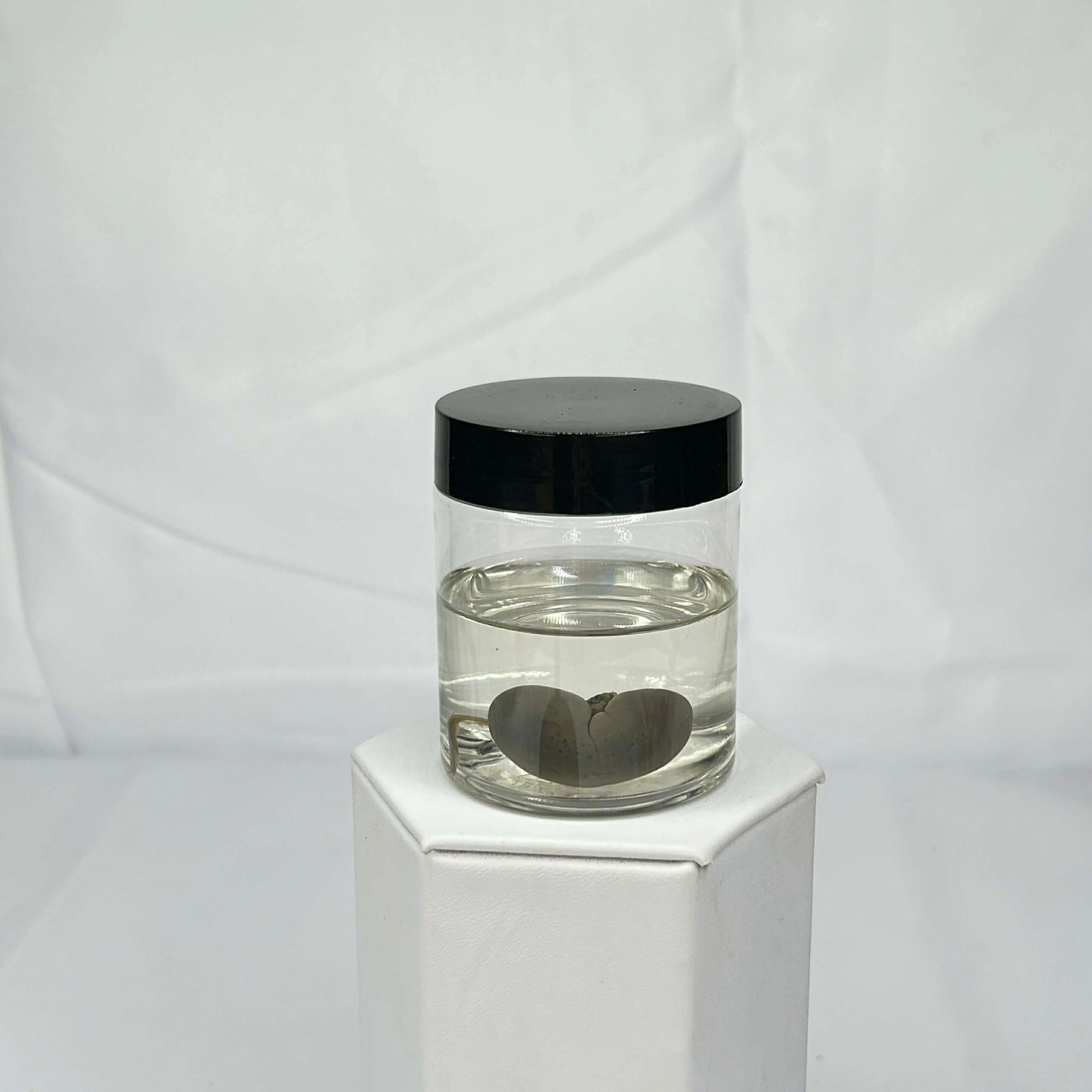 Mink Kidneys Wet Specimen