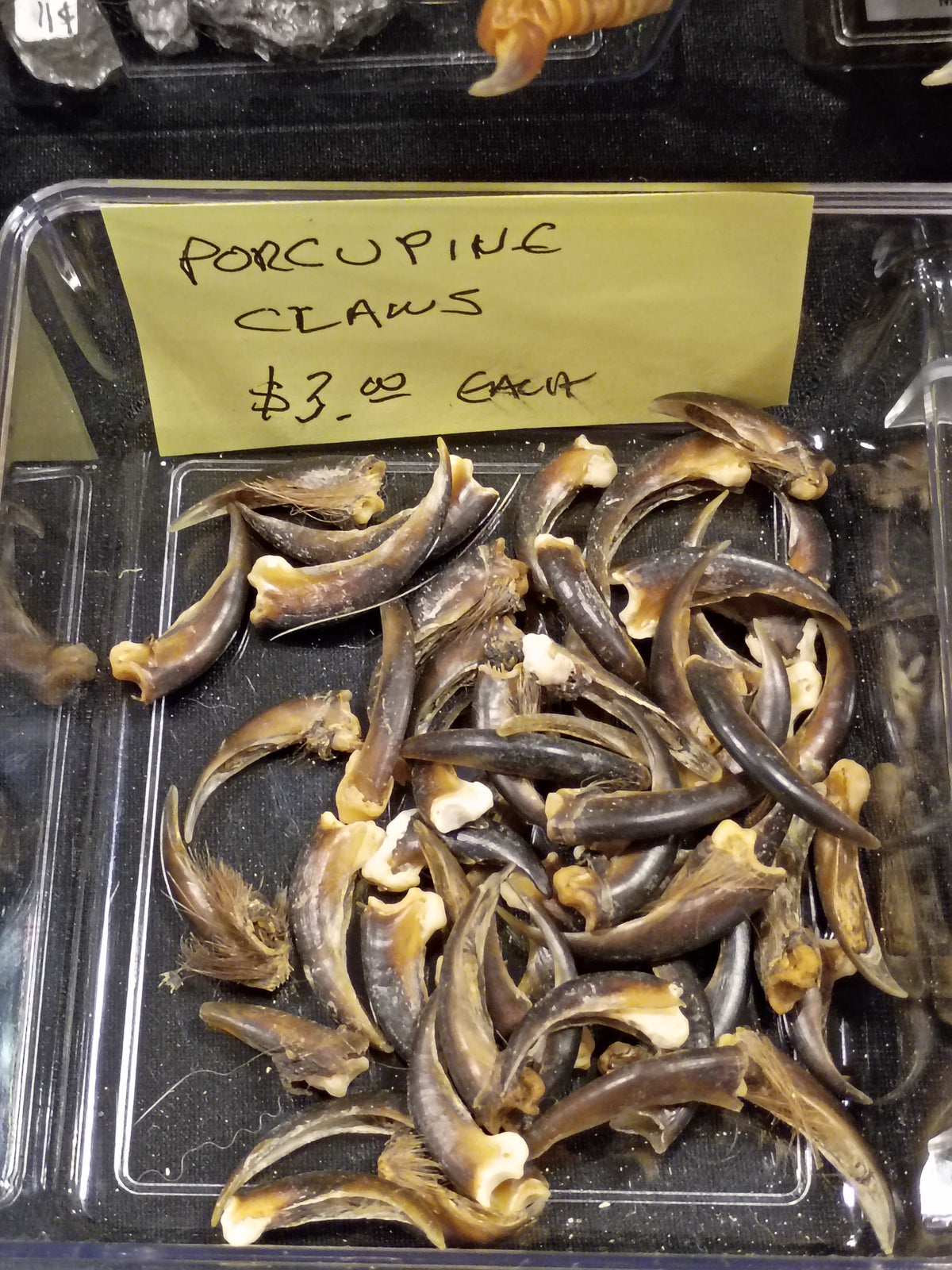 Porcupine Claws
