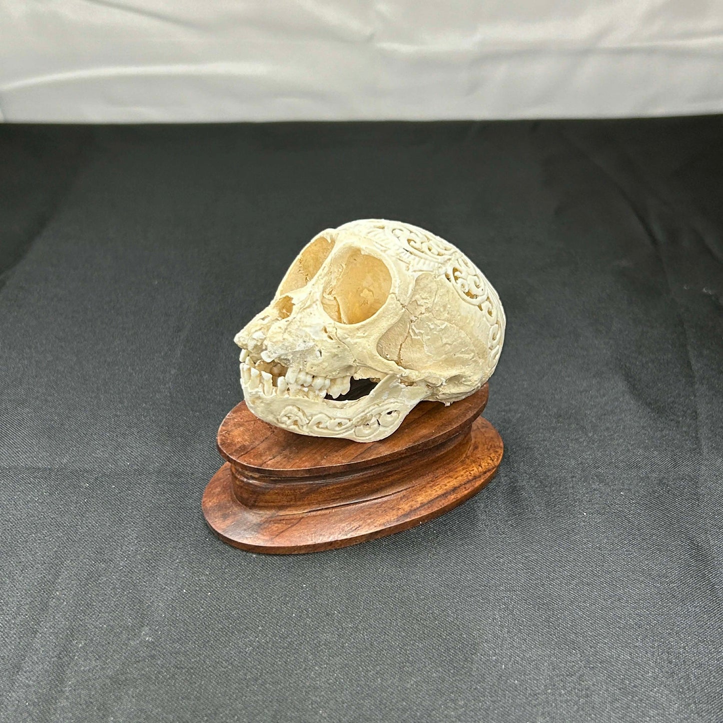 Decorative Monkey Skulls