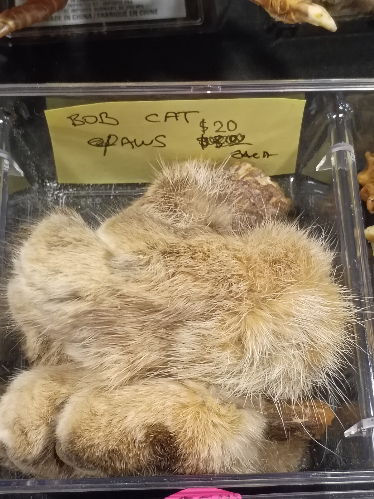 Bob Cat Paws