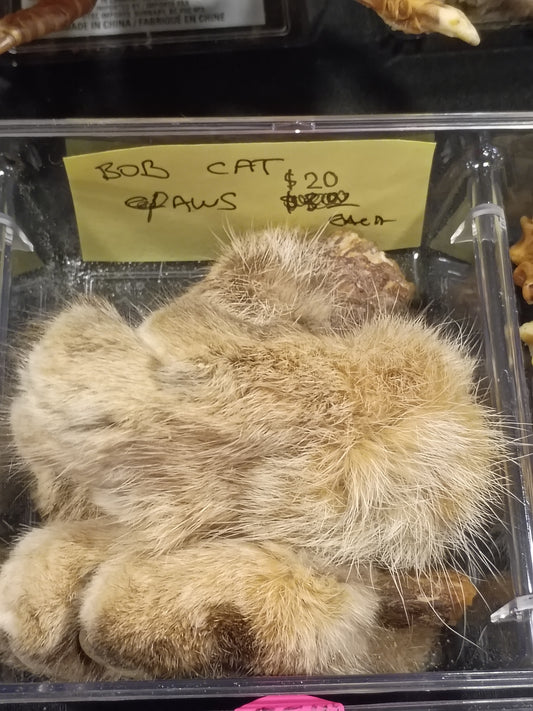 Bob Cat Paws