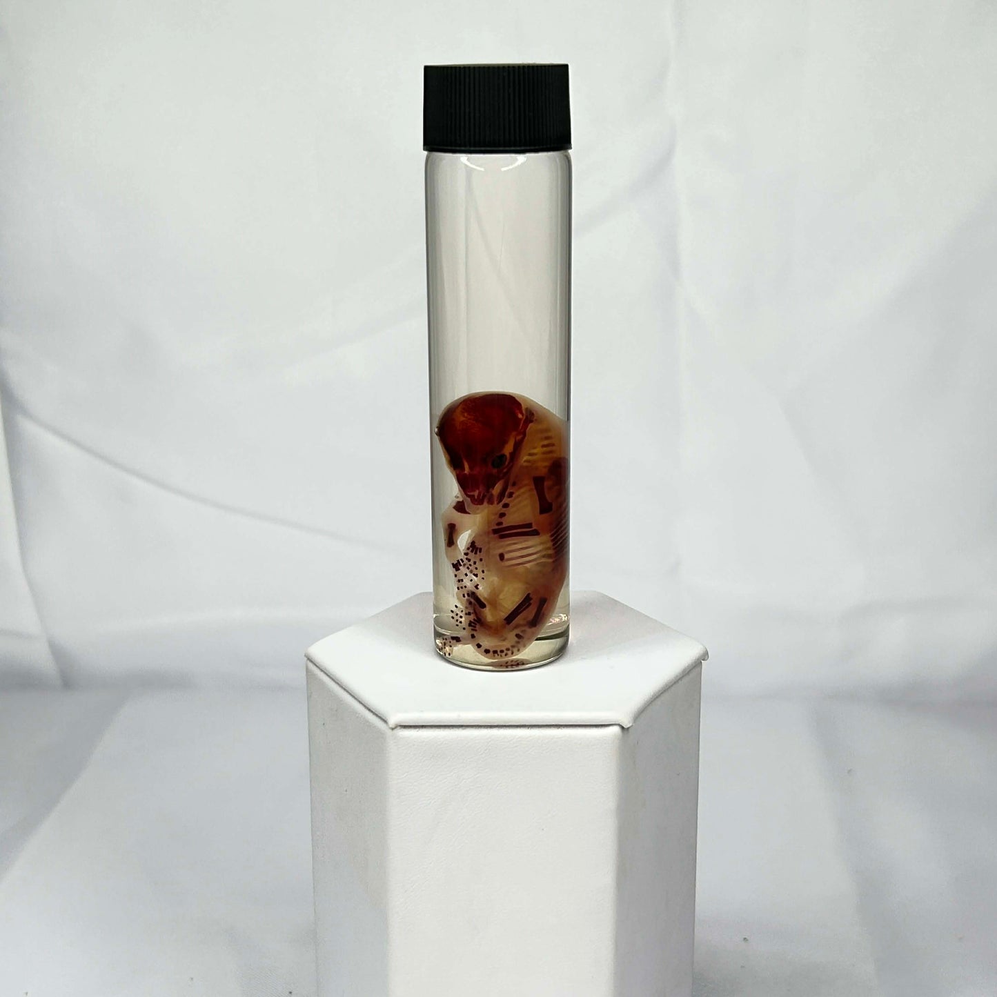 Raccoon Wet Specimen