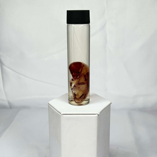 Raccoon Wet Specimen