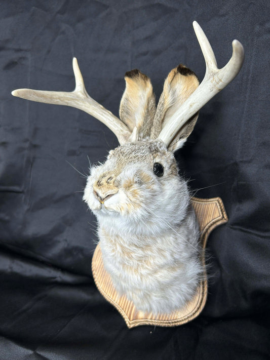 Jackelope Wall Mount