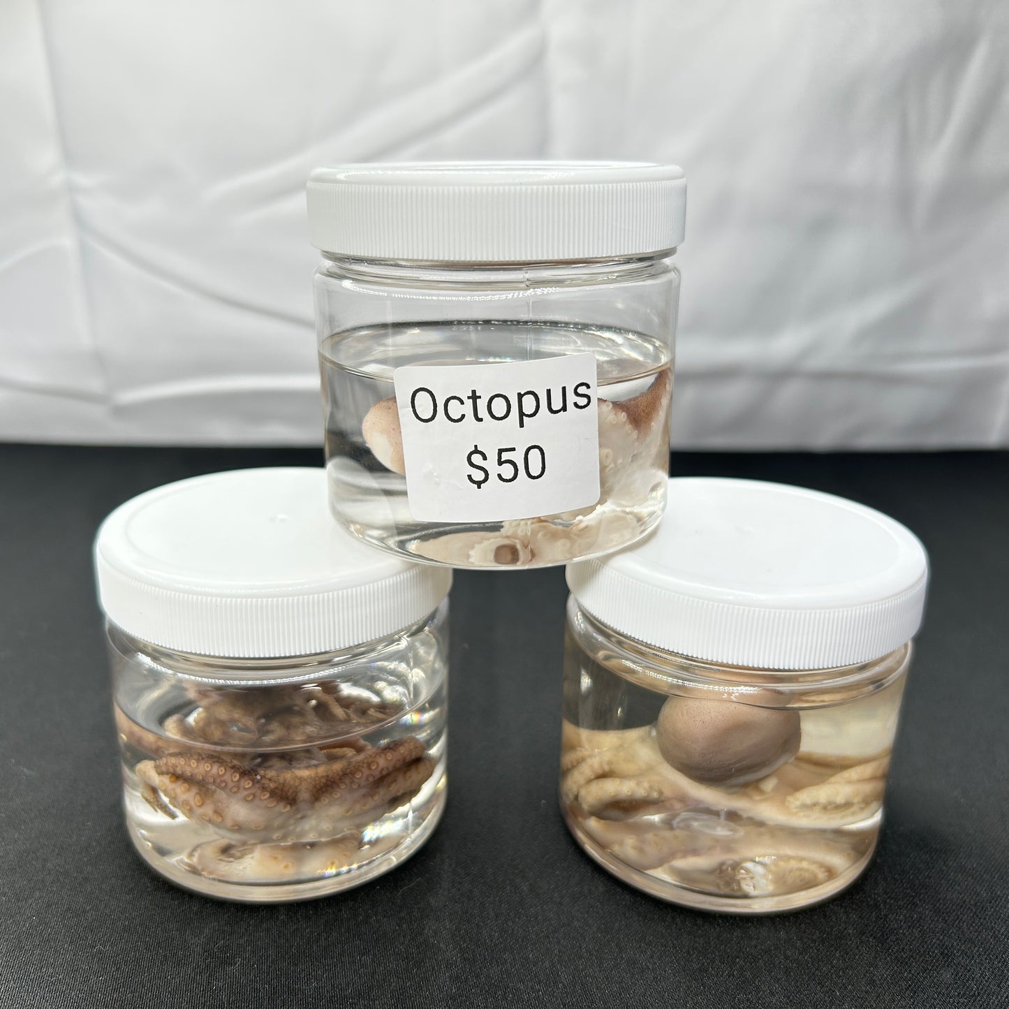 Octopus (Small)