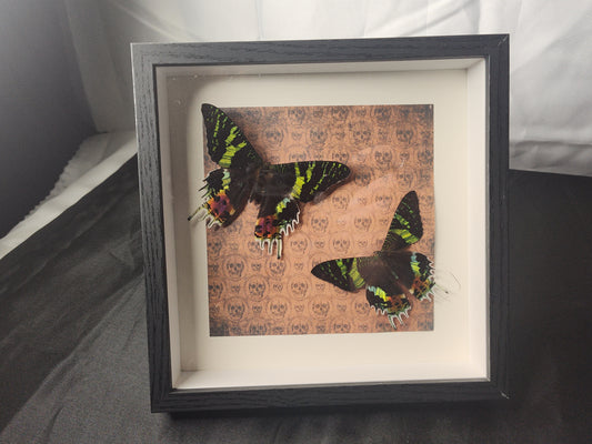 Double Sunset Moth Shadow Box