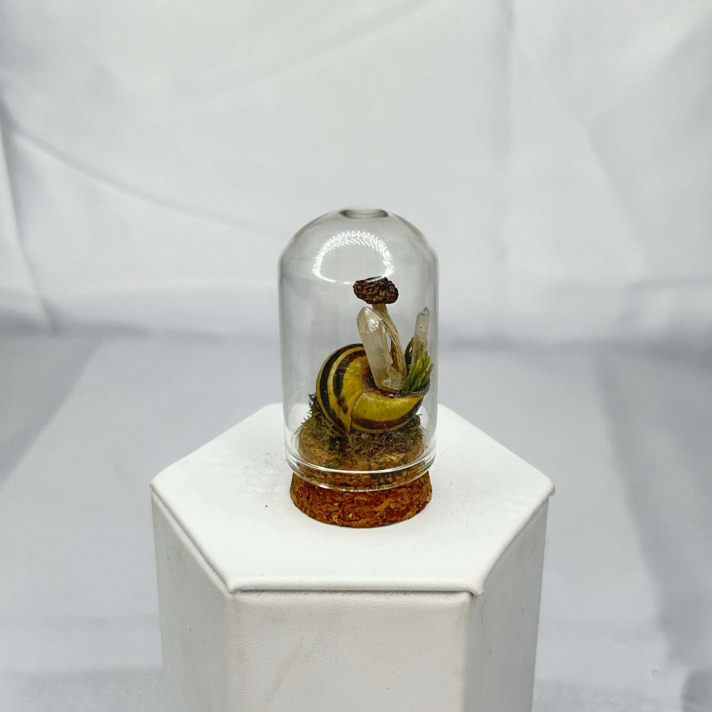 Snail Shell Oddity with Mushrooms