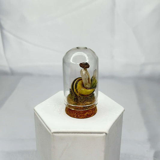 Snail Shell Oddity with Mushrooms