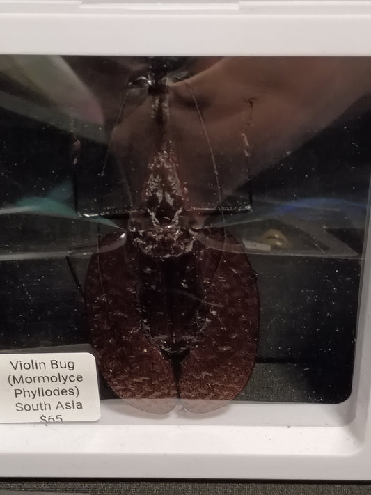 Violin Beetle
