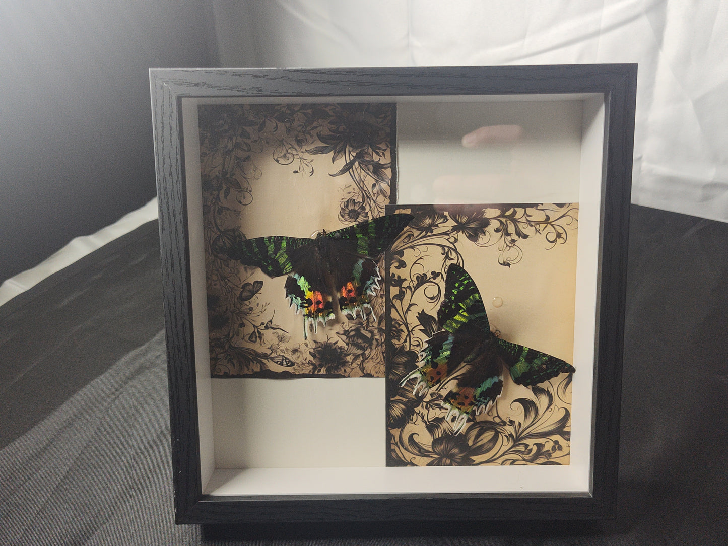 Double Sunset Moth Shadow Box