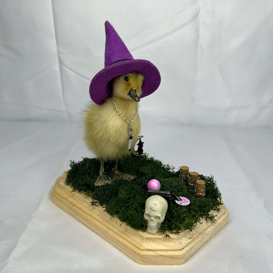 Witch Duckie