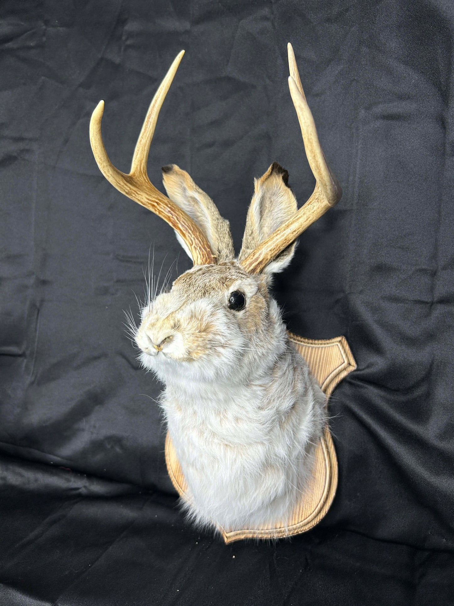 Jackelope Wall Mount