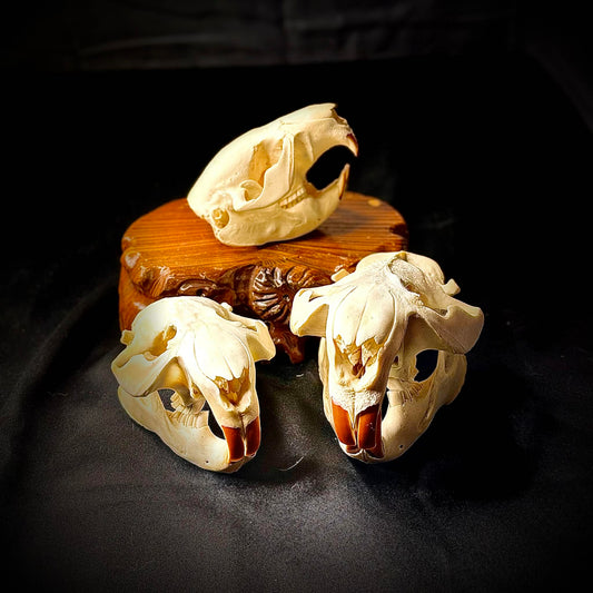 Beaver Skull
