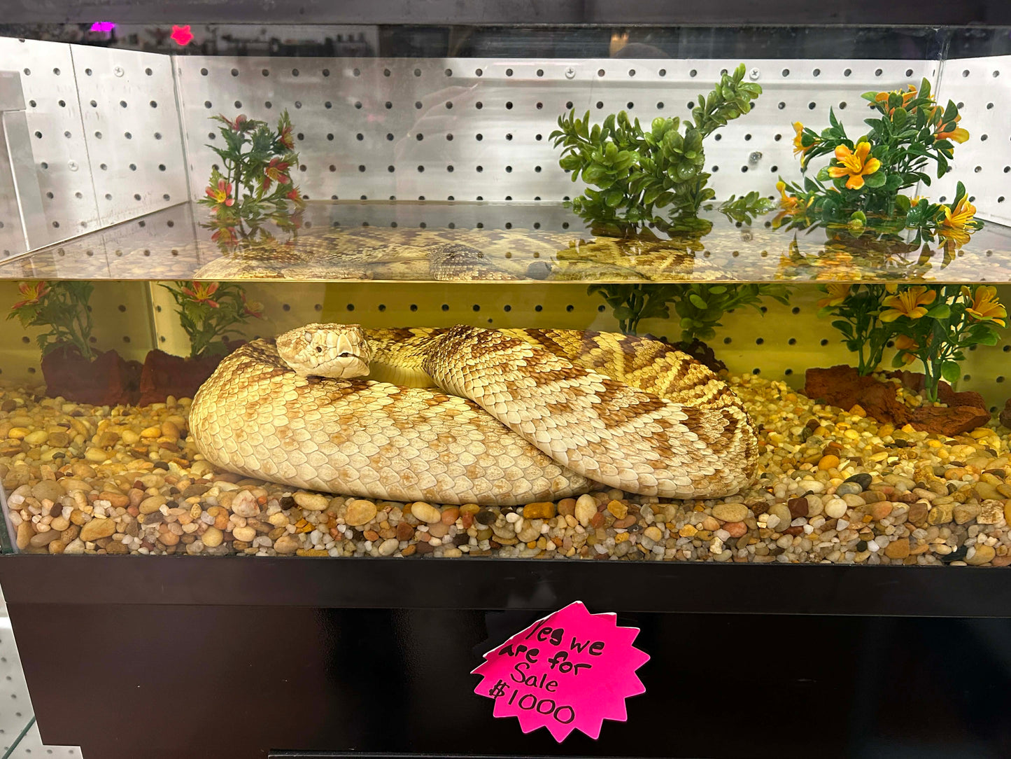 Diamond Back Rattle Snake Taxidermy