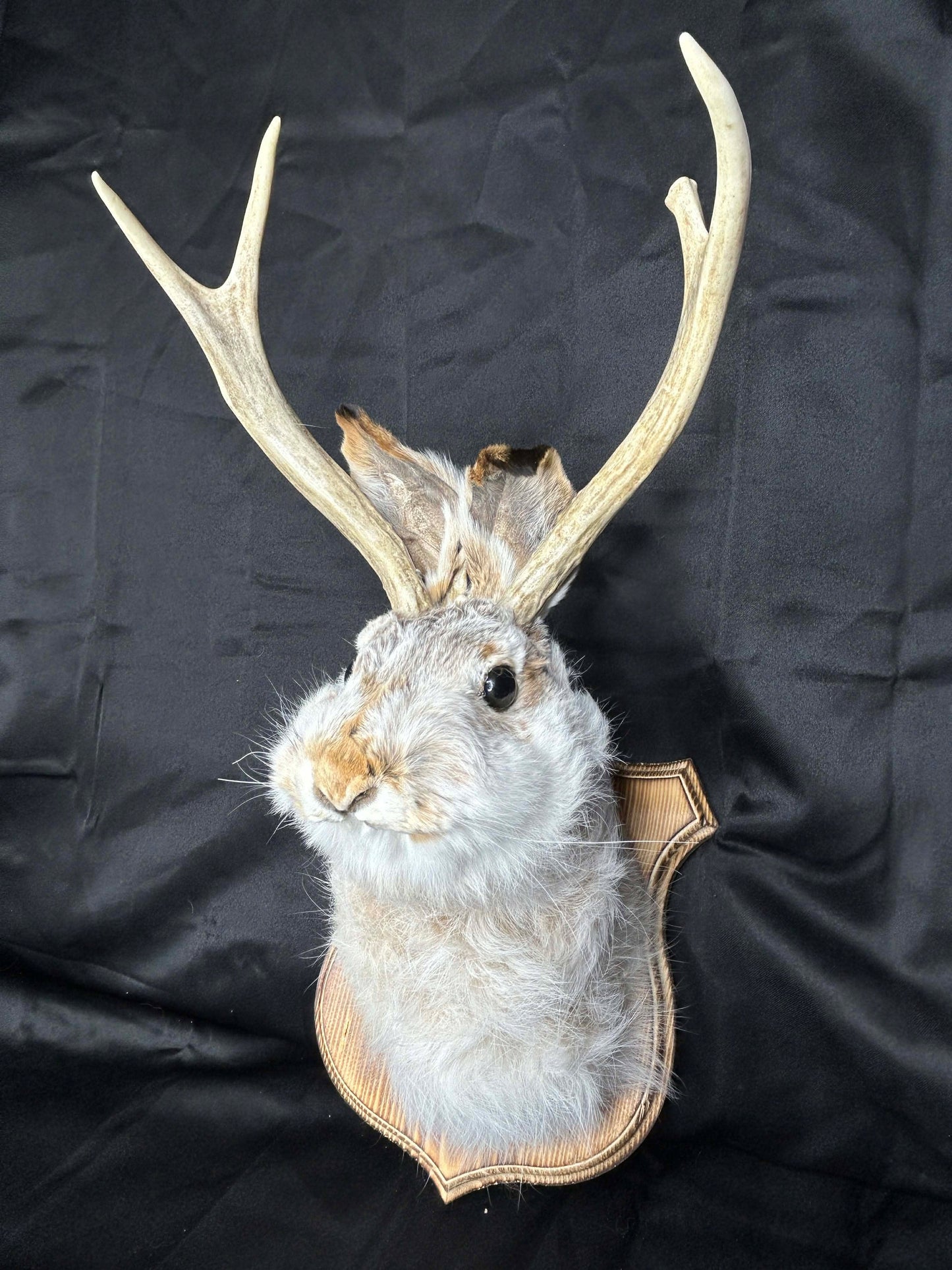 Jackelope Wall Mount