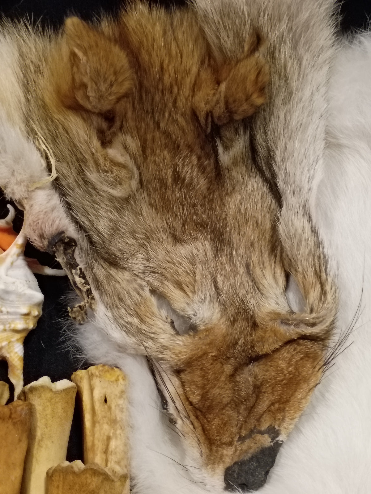 Coyote Head Pelt