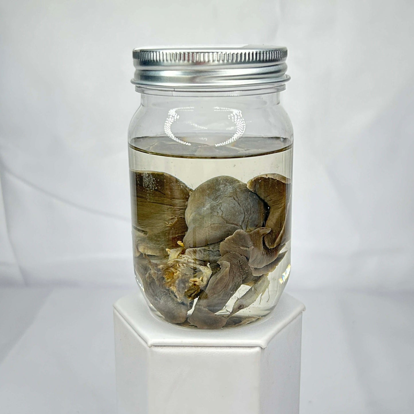 Mink Heart and Lung Combo Wet Specimens