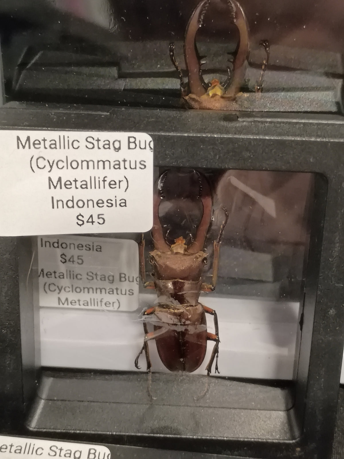 Metallic Stag Beetle