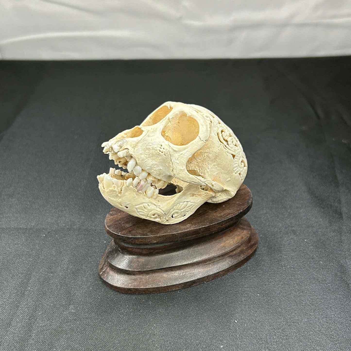 Decorative Monkey Skulls
