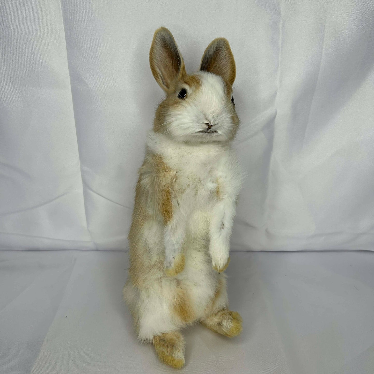 Standing Bunny Rabbit