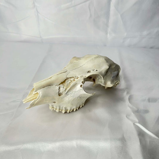 Deer Skull