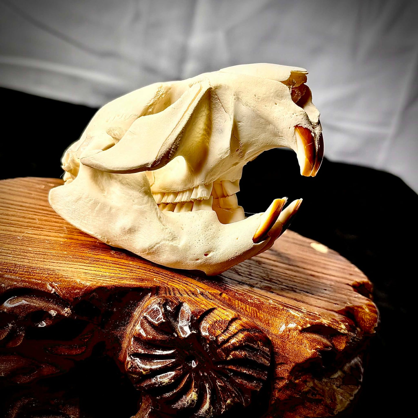 Beaver Skull