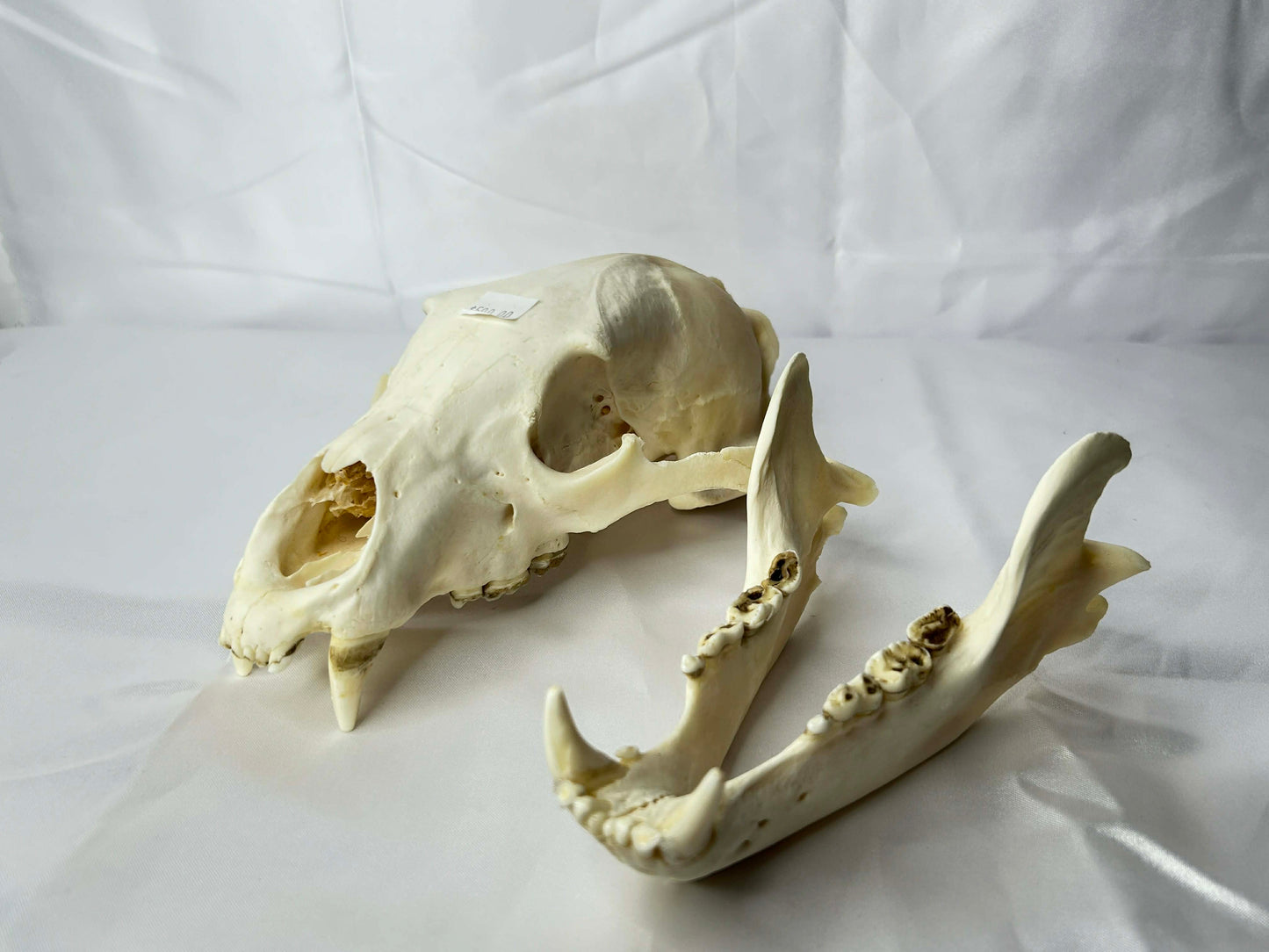 Bear Skull