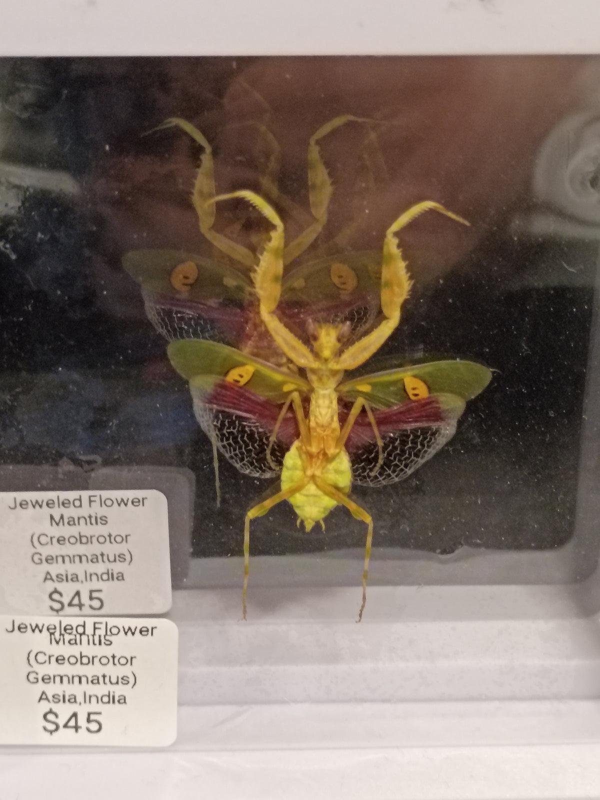 Jeweled Mantis