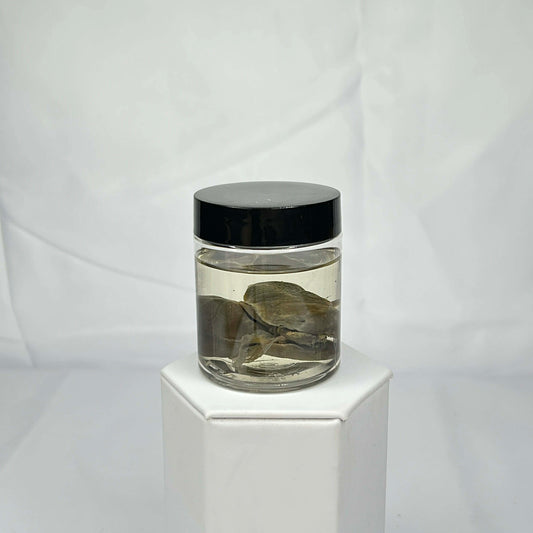 Mink Lung Wet Specimen