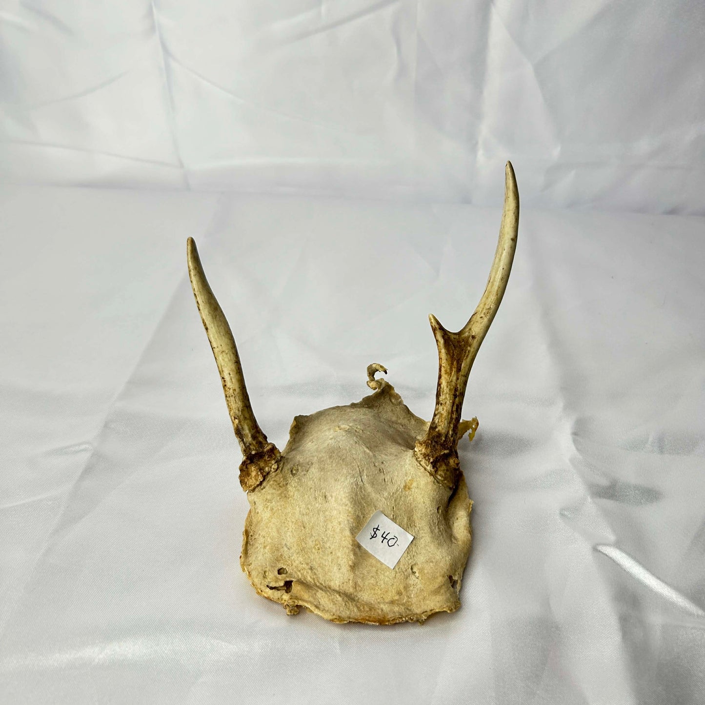 Deer Skull Cap with Antlers