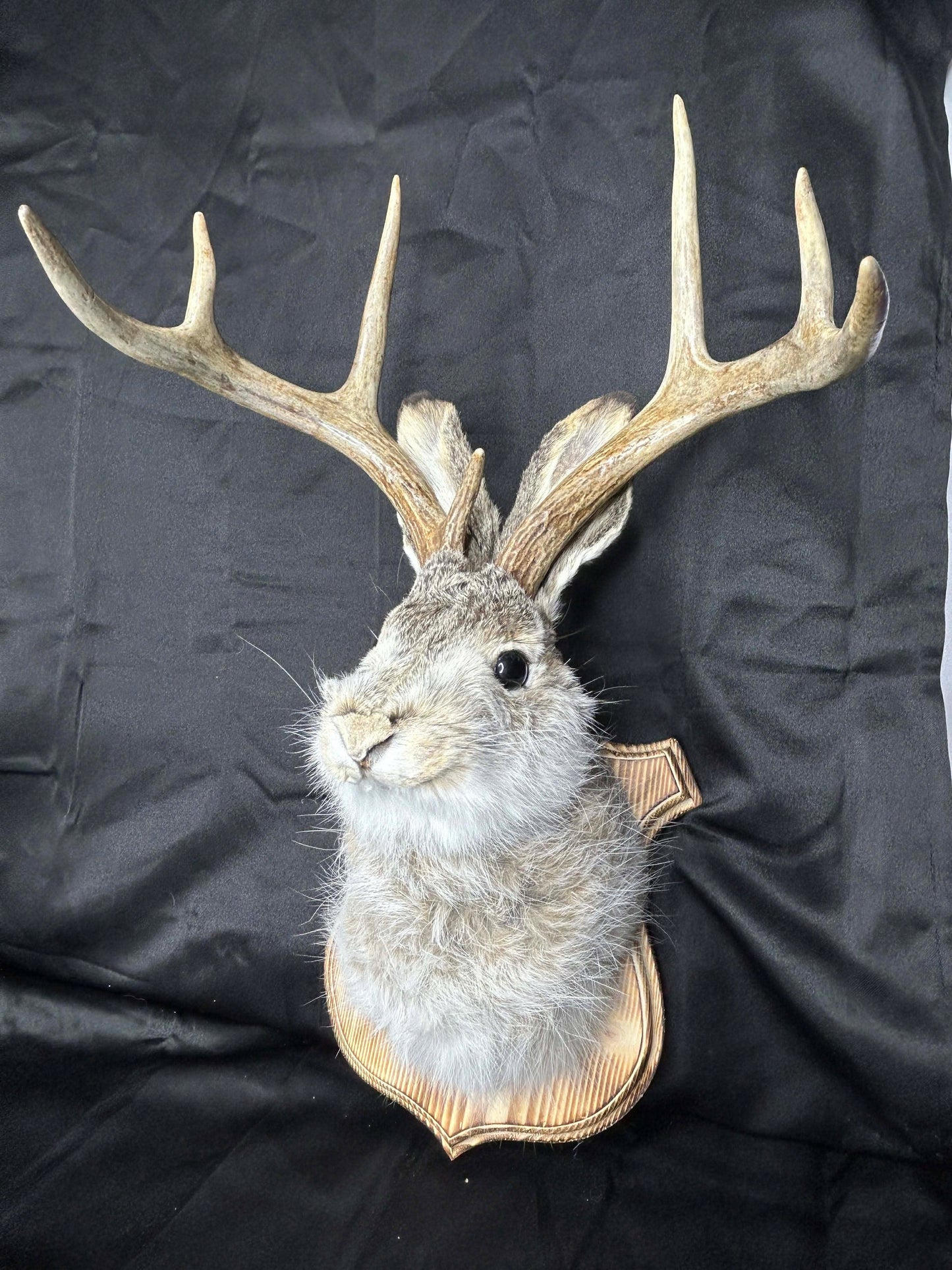 Jackelope Wall Mount