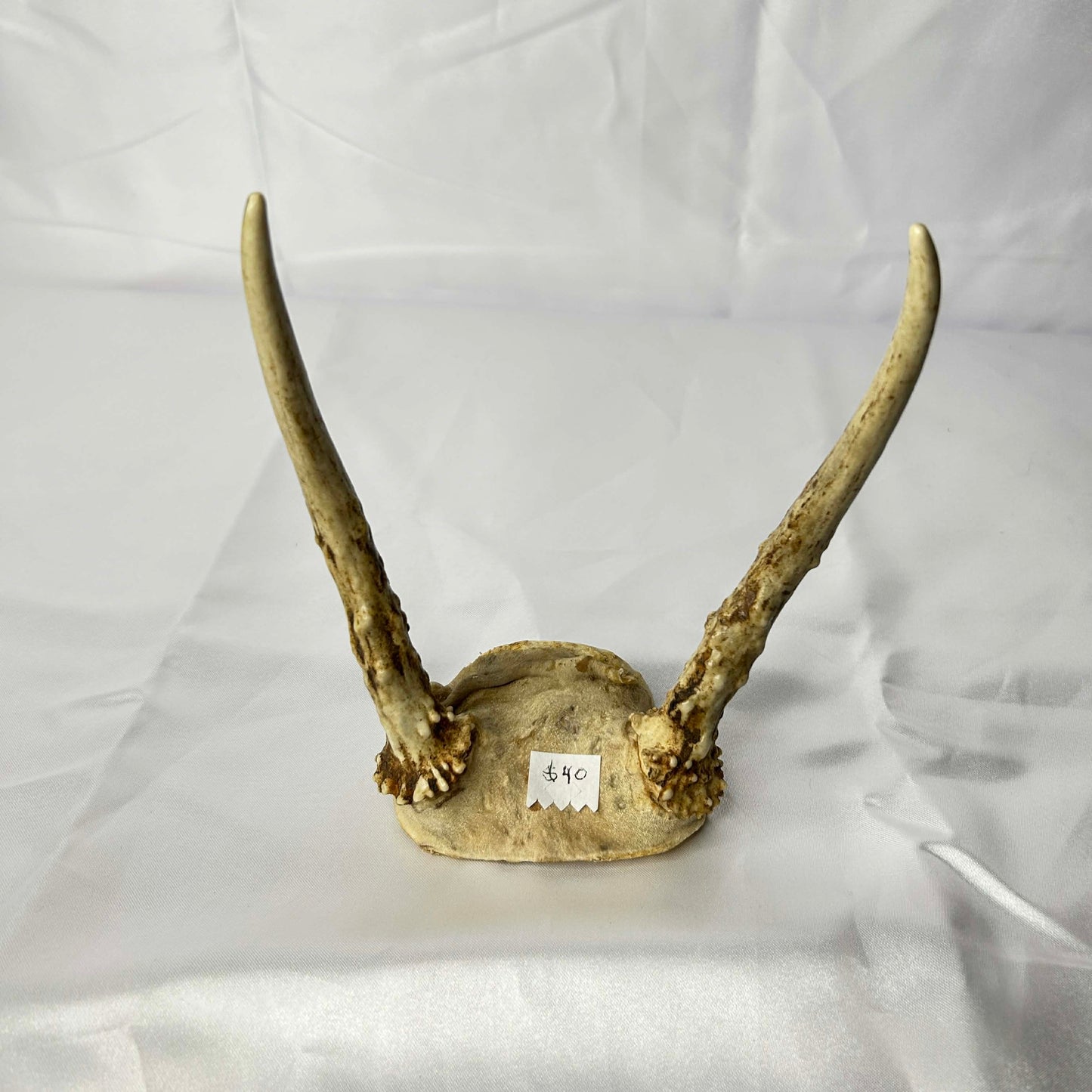 Deer Skull Cap with Antlers