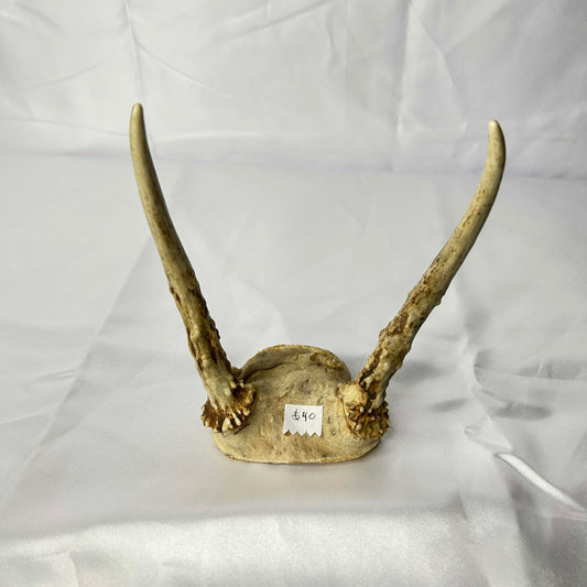 Deer Skull Cap with Antlers