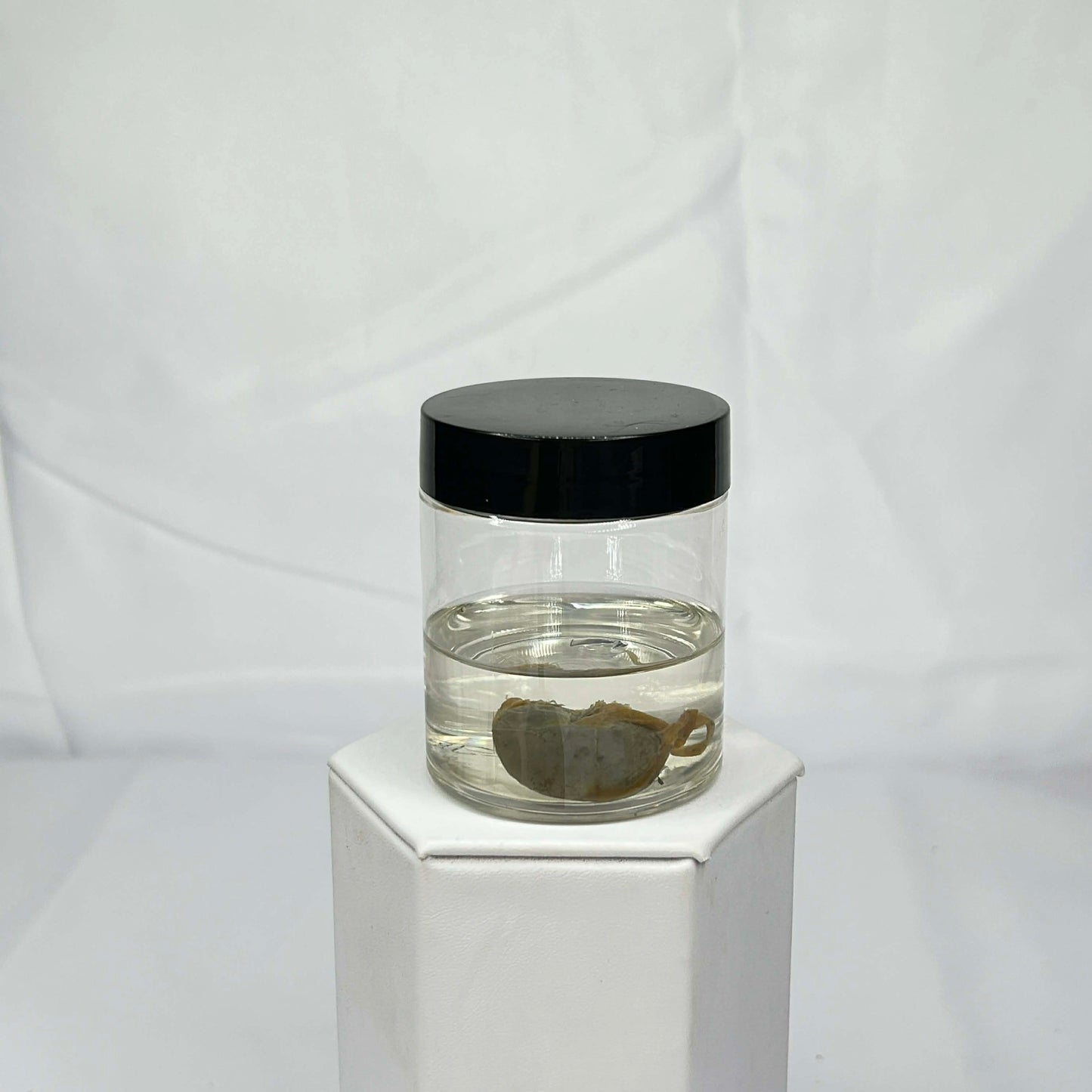 Mink Kidneys Wet Specimen