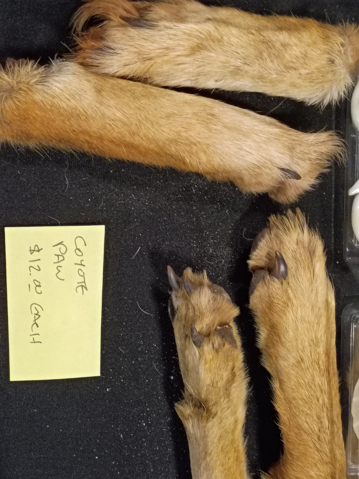 Coyote Paws