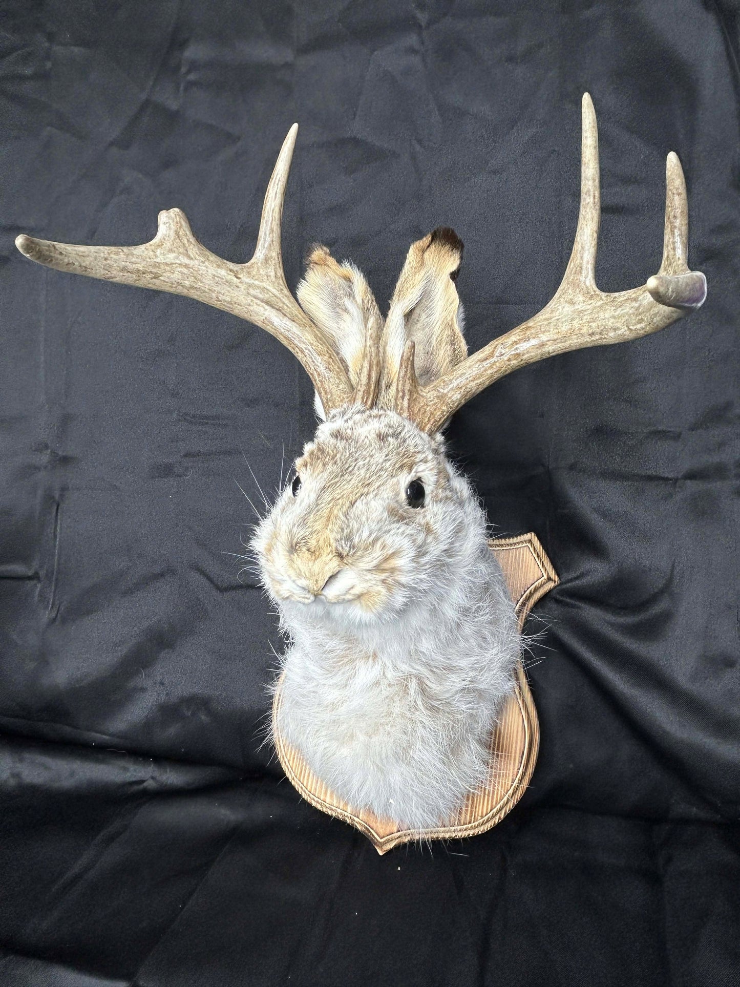 Jackelope Wall Mount