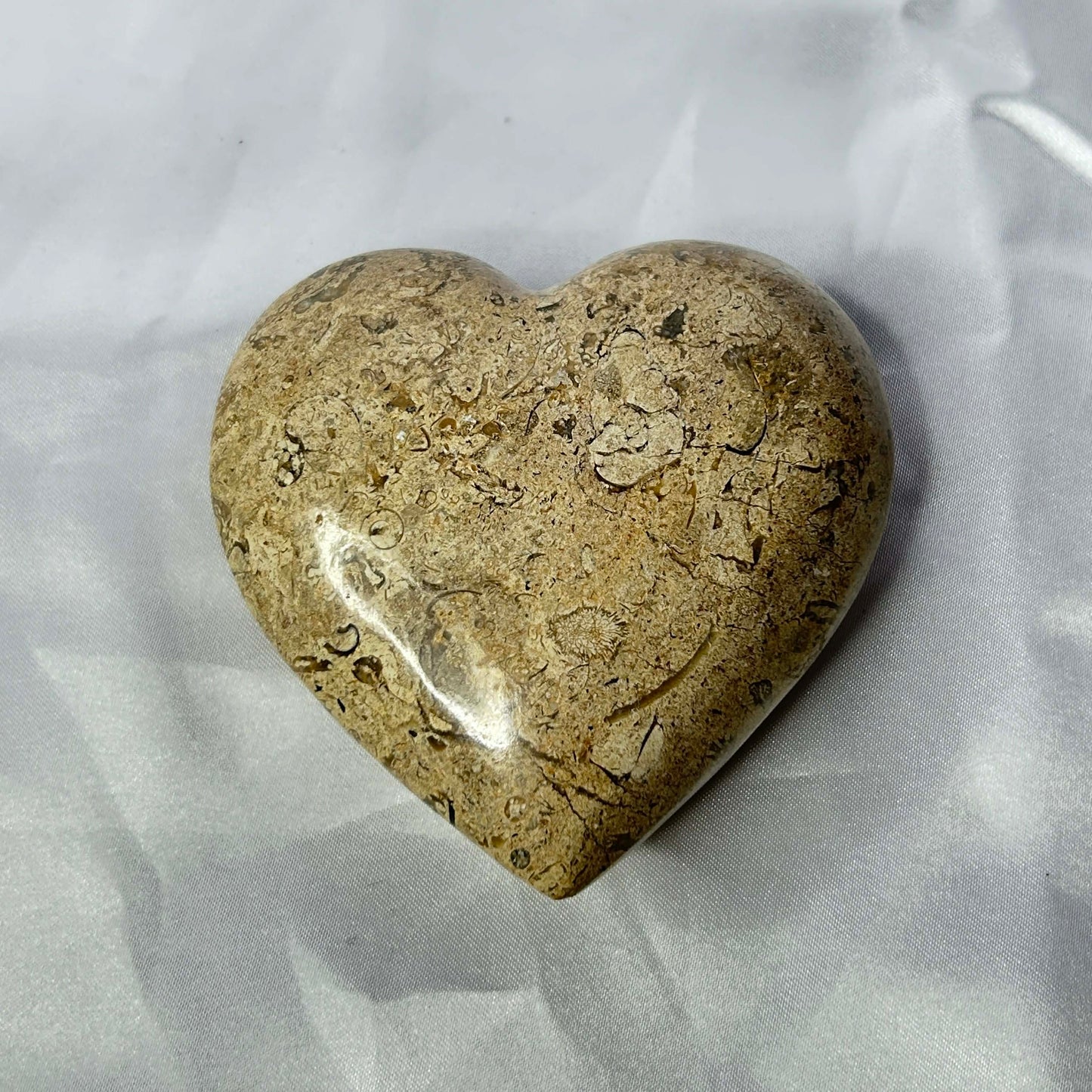 Dinosaur Bone Jasper