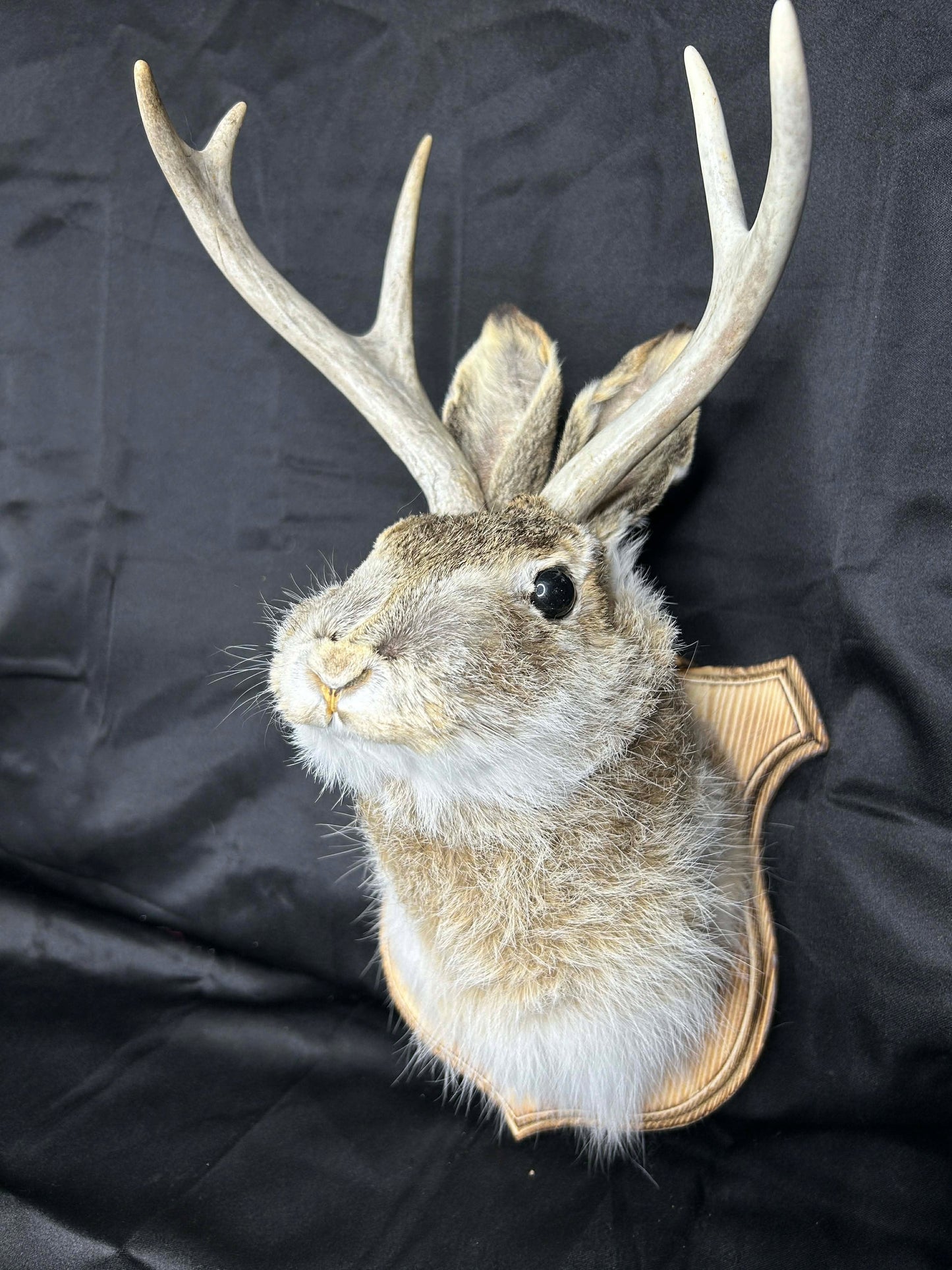 Jackelope Wall Mount