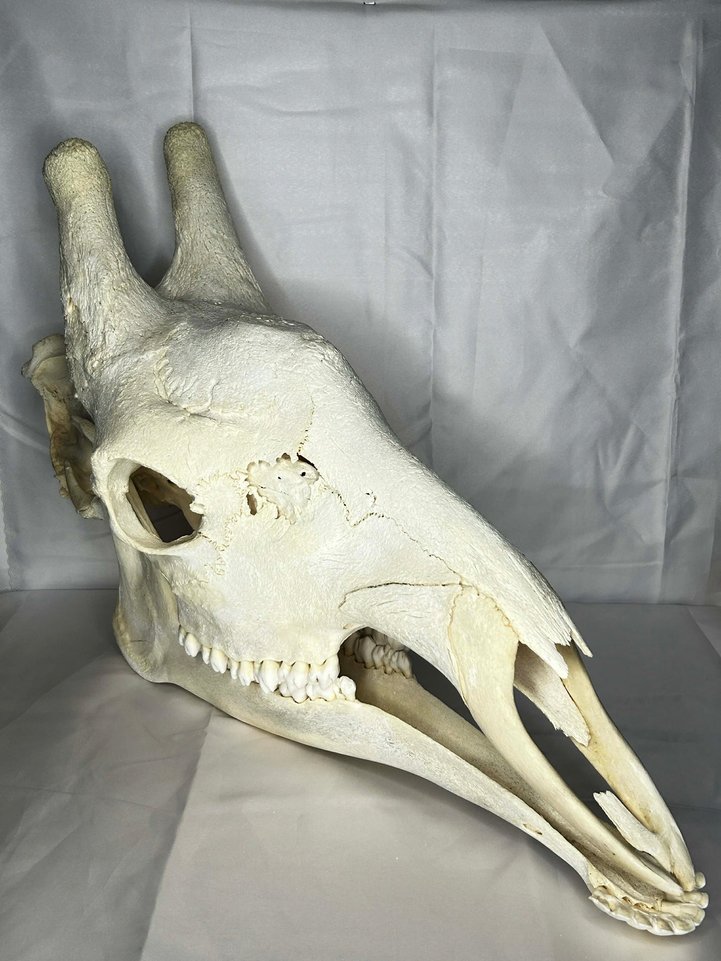 Giraffe Skull