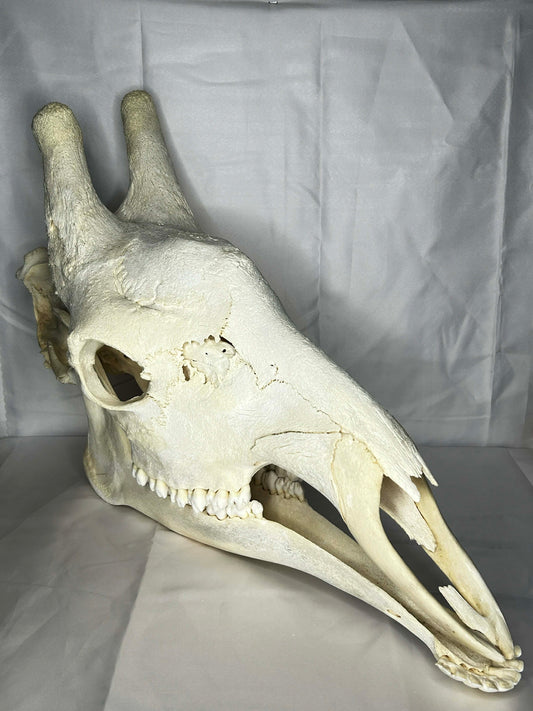 Giraffe Skull