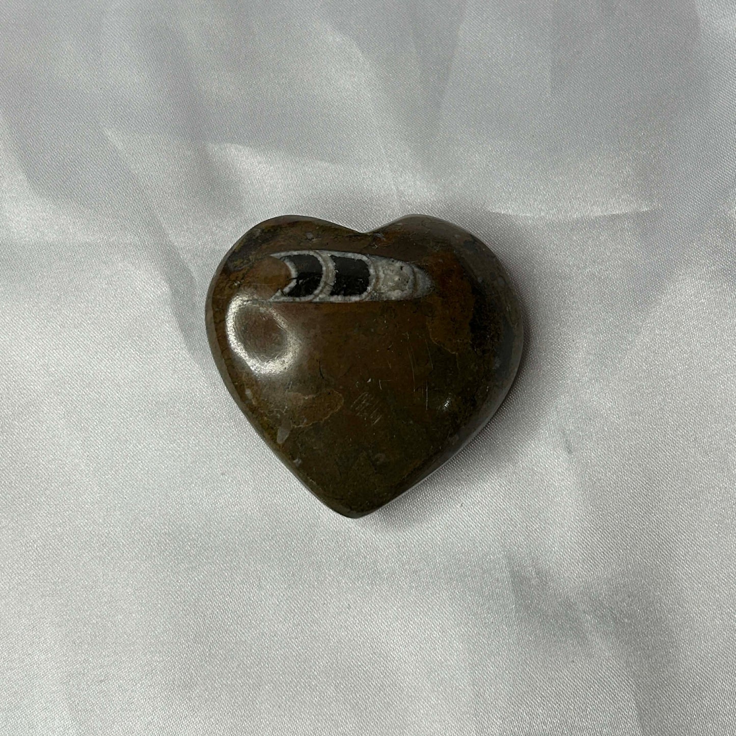 Orthocera Heart