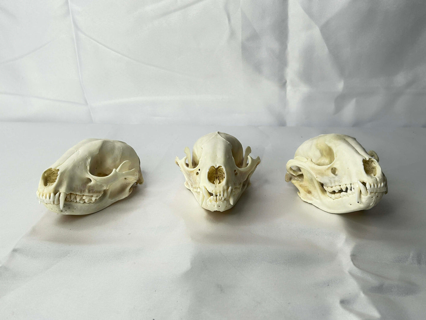 Raccoon Skulls
