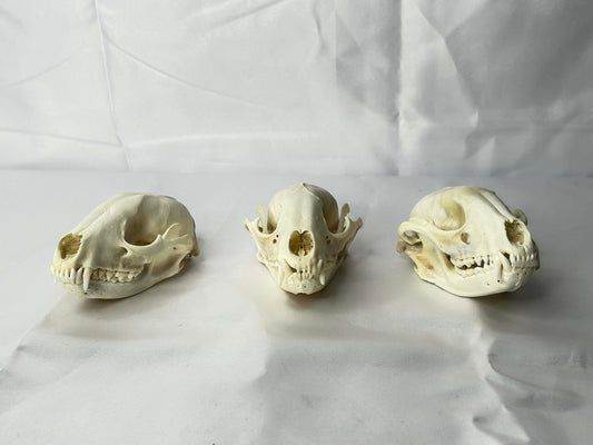 Raccoon Skulls