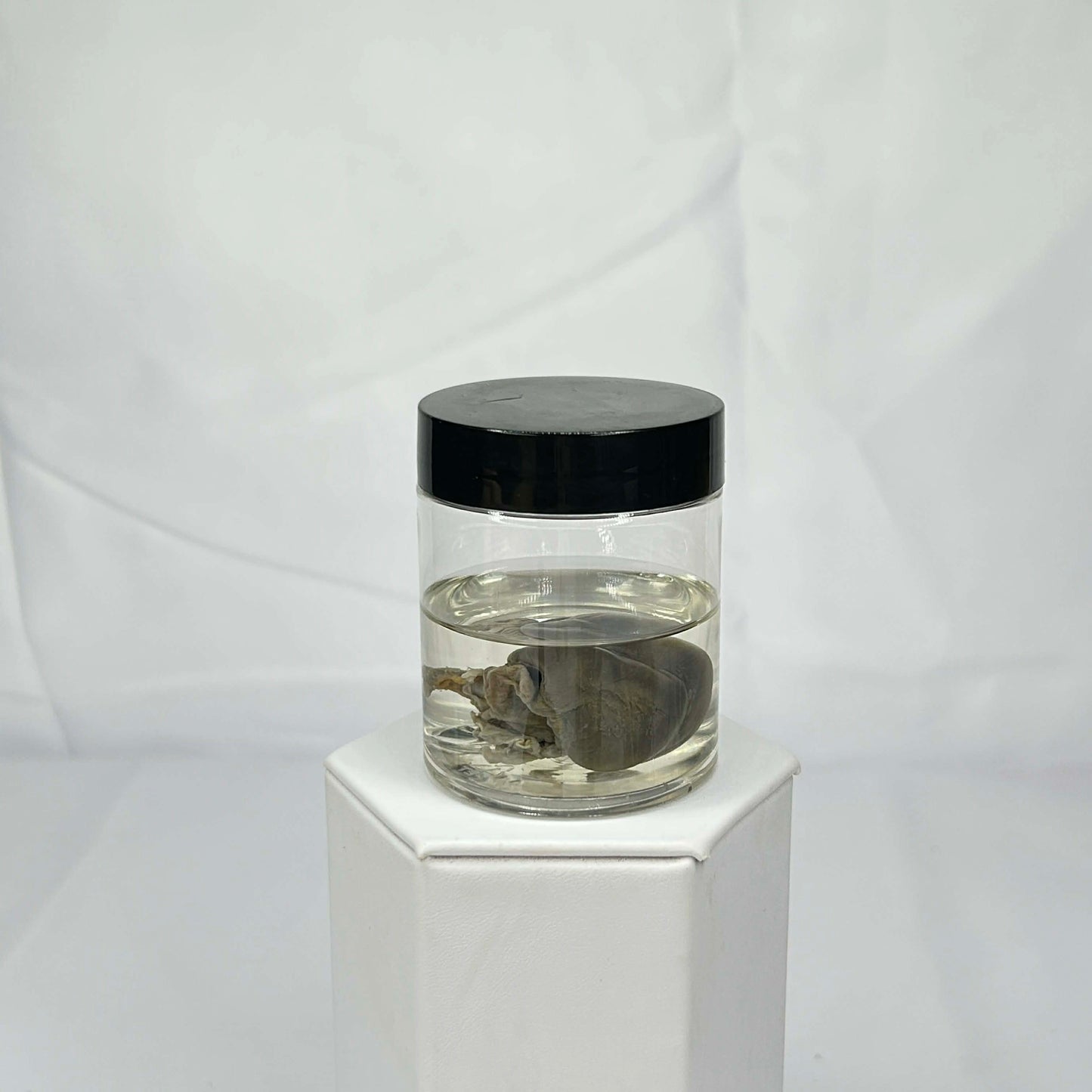 Mink Heart Specimen